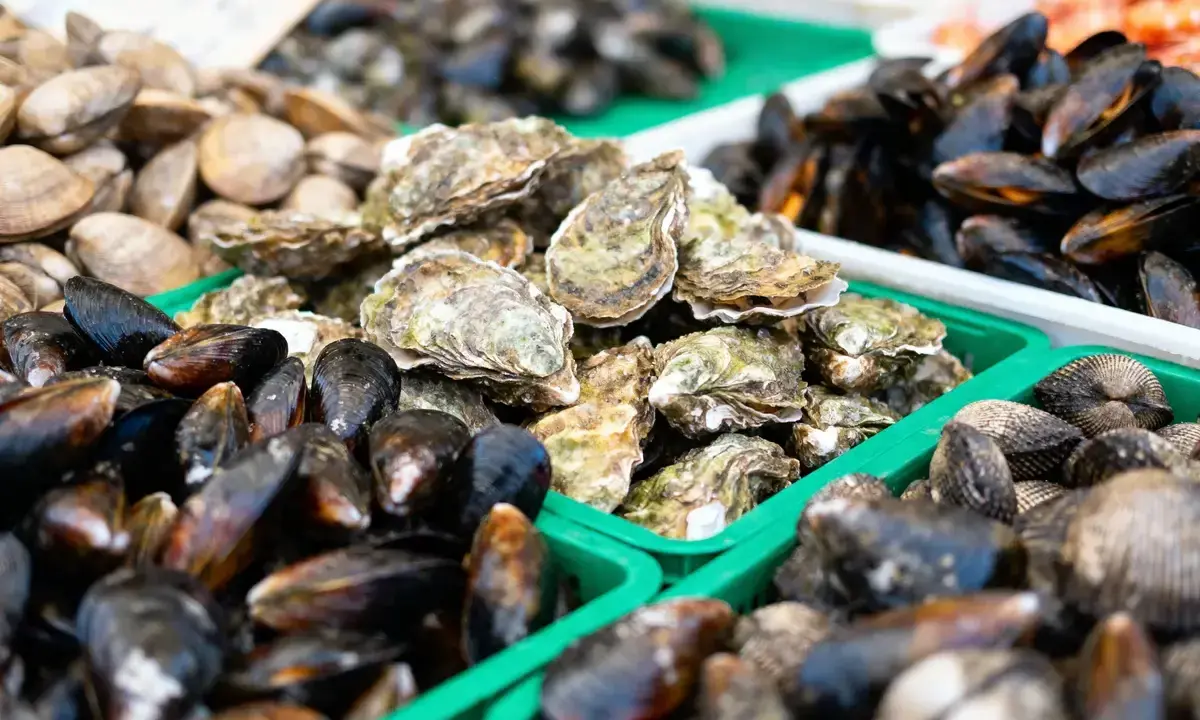 Vente de fruits de mer frais : moules, huîtres et palourdes. La saison des moules bat son plein, offrant une abondance de délices marins.