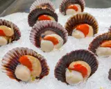 Noix de Saint-Jacques avec leur corail, prêtes pour la cuisson, sur un lit de glace. Un délice marin.