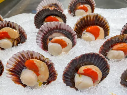 Noix de Saint-Jacques avec leur corail, prêtes pour la cuisson, sur un lit de glace. Un délice marin.