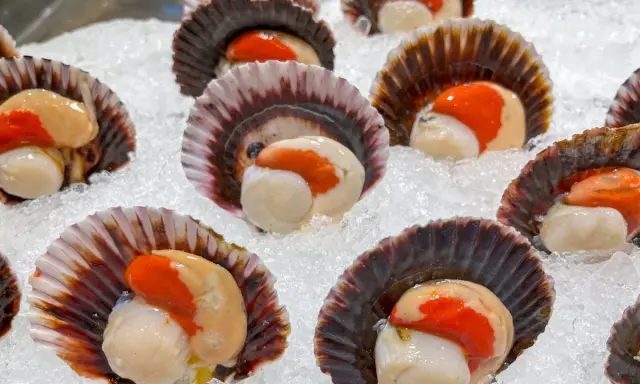 Noix de Saint-Jacques avec leur corail, prêtes pour la cuisson, sur un lit de glace. Un délice marin.