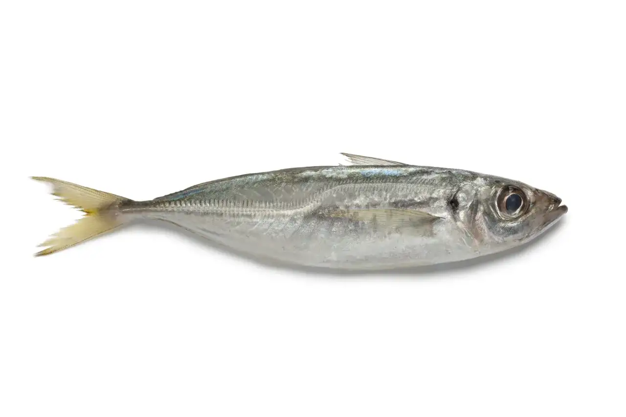 Un chinchard poisson argent&eacute;, pr&ecirc;t &agrave; &ecirc;tre cuisin&eacute;, repose sur un fond blanc.