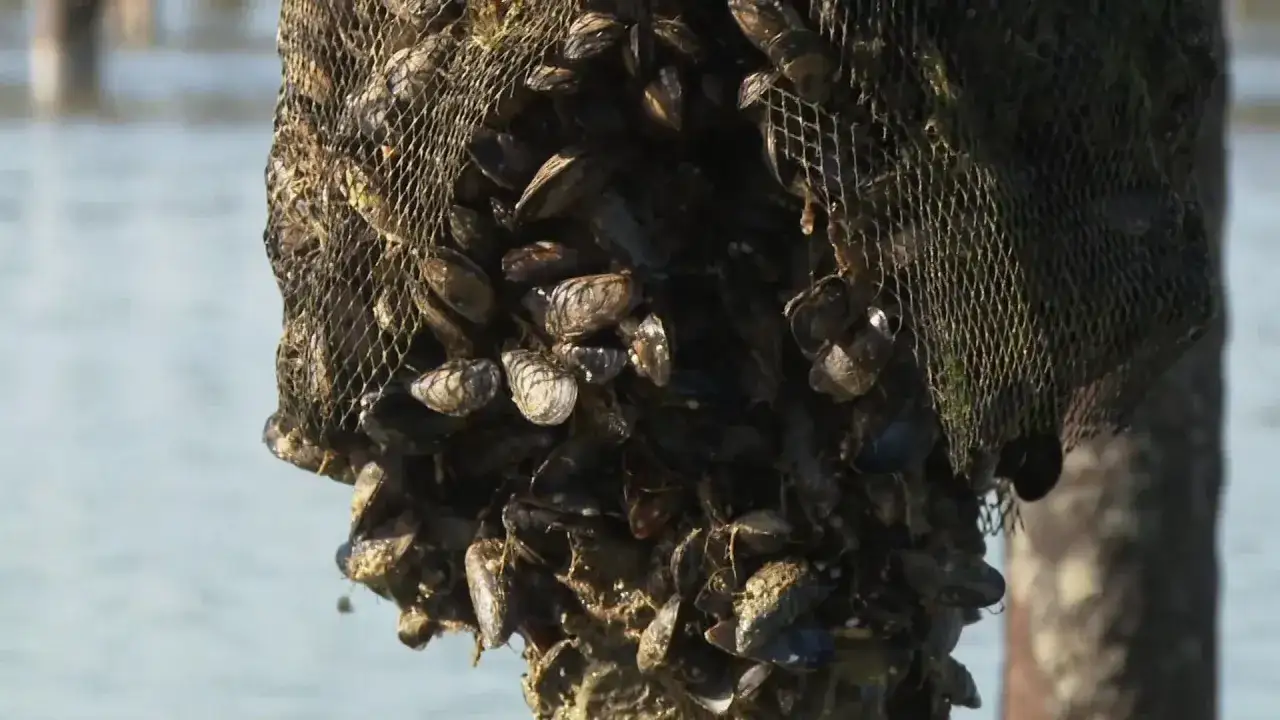 Un filet rempli de moules, signe que la saison des moules bat son plein. L'eau bleue en arri&egrave;re-plan sugg&egrave;re un environnement marin.